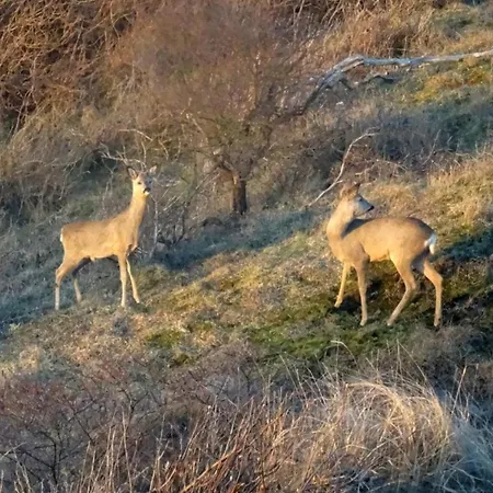شقة Ankerplatz Im Strandschloesschen
